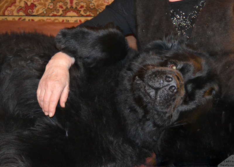 Фото: ньюфаундленд Zhdanny Syn Vialiki Miadzvedz