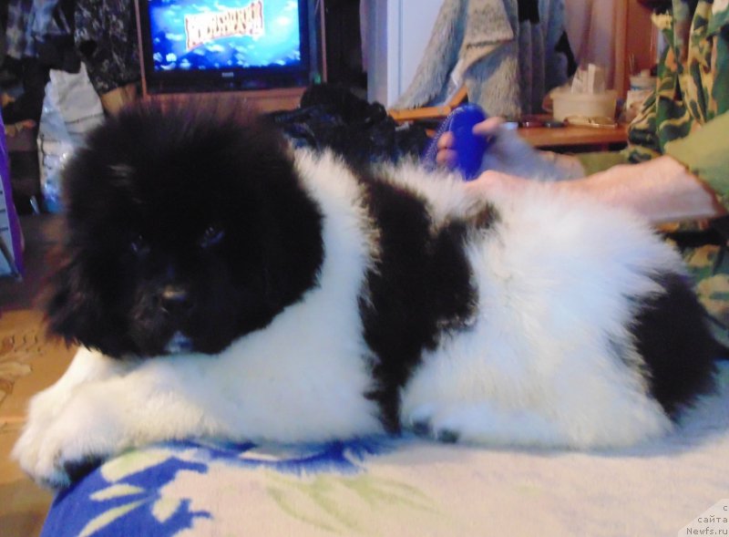 Фото: ньюфаундленд Vodoley ot Karel'skih Medvedey (Водолей от Карельских Медведей)