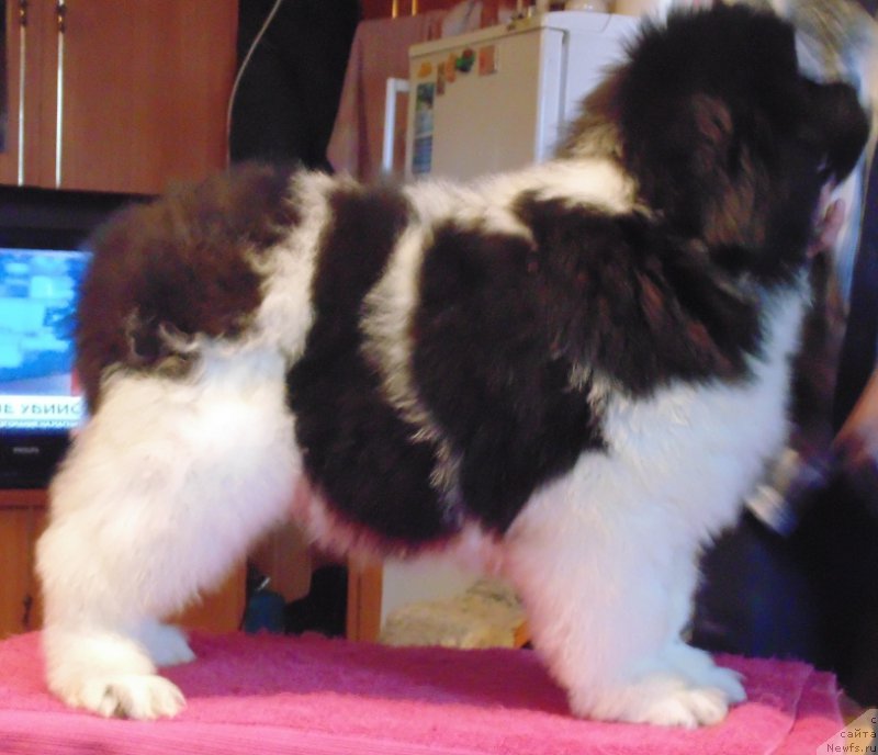 Фото: ньюфаундленд Vodoley ot Karel'skih Medvedey (Водолей от Карельских Медведей)