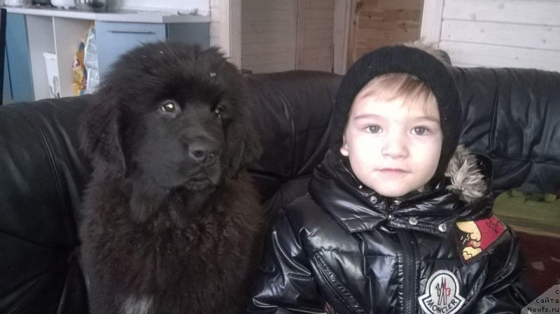 Фото: ньюфаундленд May Frend N'yufi Leksington Avenyu (Май Френд Ньюфи Лексингтон Авеню)