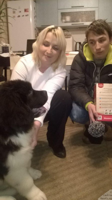 Фото: ньюфаундленд May Frend N'yufi Lej'yoner Tre Kronor (Май Френд Ньюфи Лежьёнер Тре Кронор)