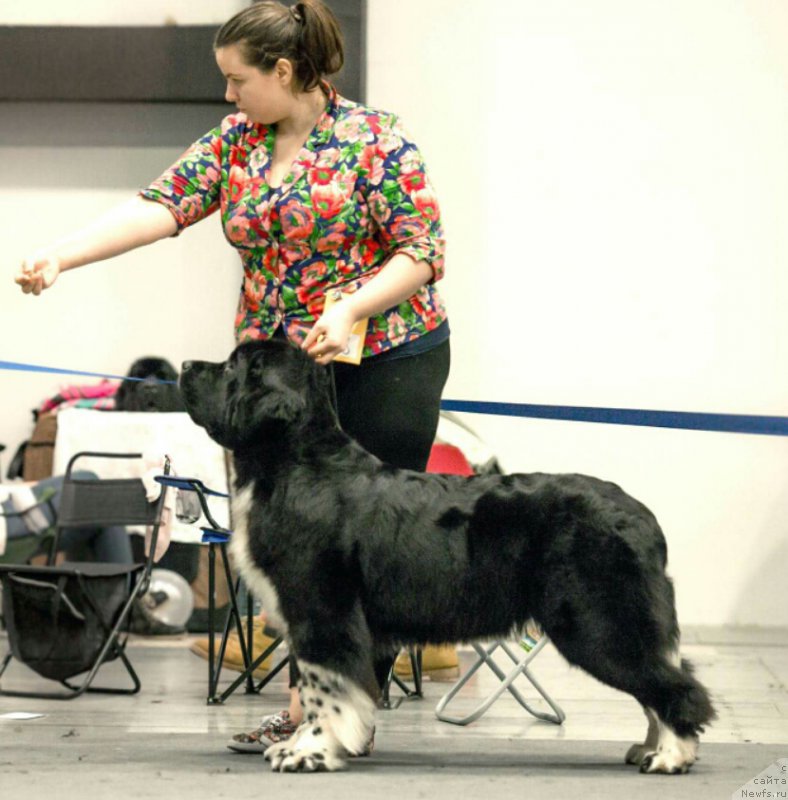 Фотография № 218559