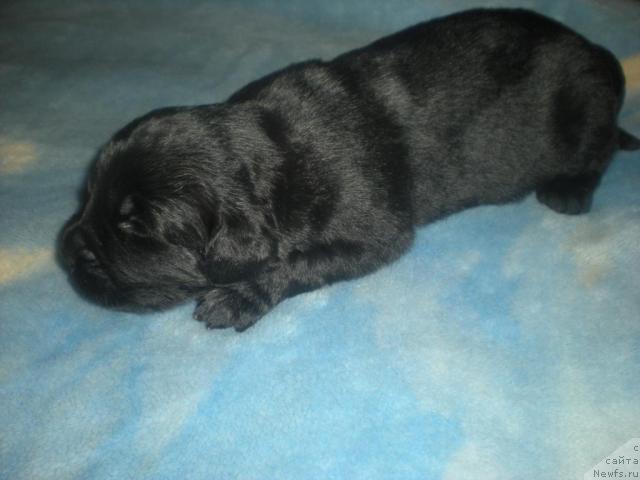 Фото: ньюфаундленд Byestdog Byetti (Бэстдог Бэтти)