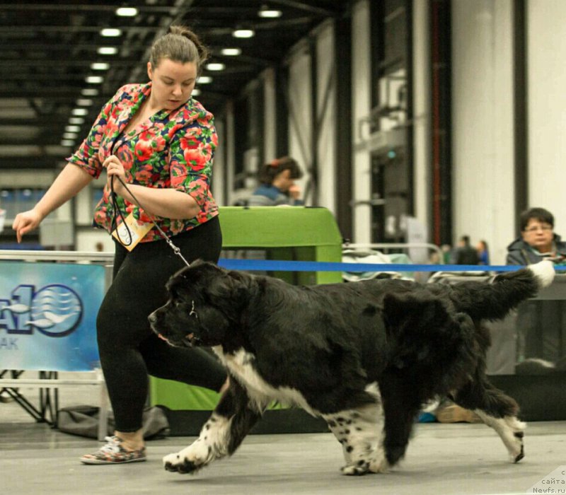 Фотография № 218560