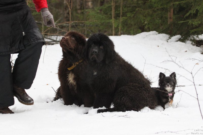 Фото: ньюфаундленд Brownblood MSK Abrams-Strong (Браунблад МСК Абрамс-Стронг), ньюфаундленд Chernaya Mafia Blackberry Blossom (Черная Мафия Бласкберру Блоссом)