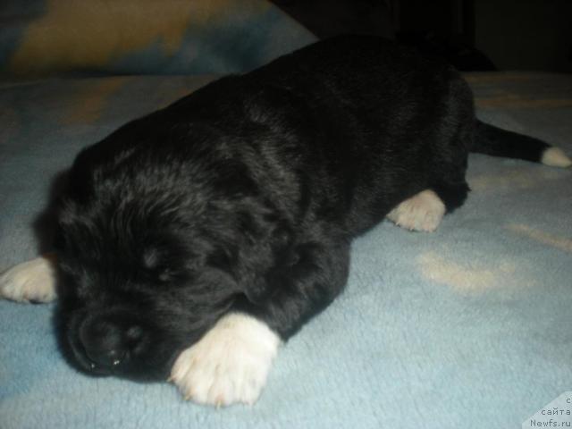 Фото: ньюфаундленд Blestyaschaya Brina (Блестящая Брина)