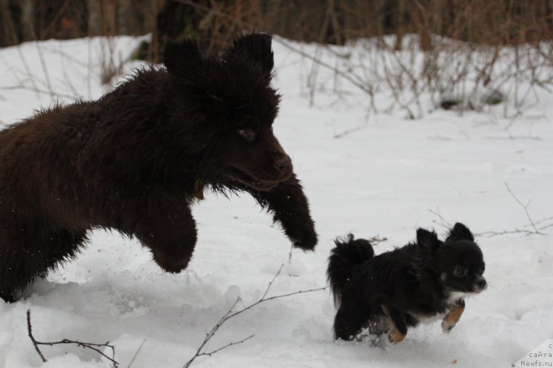 Фото: ньюфаундленд Brownblood MSK Abrams-Strong (Браунблад МСК Абрамс-Стронг)