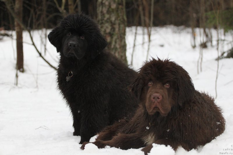 Фото: ньюфаундленд Chernaya Mafia Blackberry Blossom (Черная Мафия Бласкберру Блоссом), ньюфаундленд Brownblood MSK Abrams-Strong (Браунблад МСК Абрамс-Стронг)