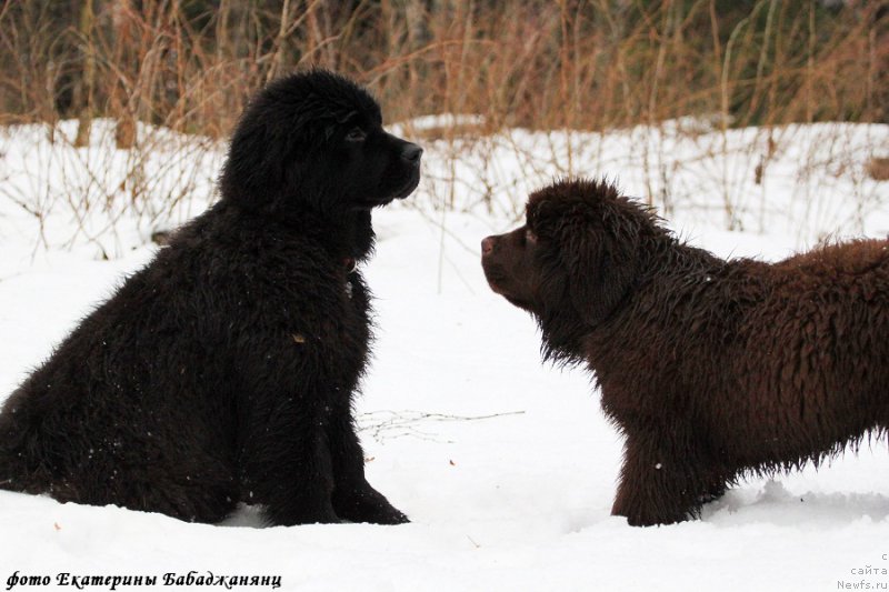 Фото: ньюфаундленд Chernaya Mafia Blackberry Blossom (Черная Мафия Бласкберру Блоссом), ньюфаундленд Brownblood MSK Abrams-Strong (Браунблад МСК Абрамс-Стронг)