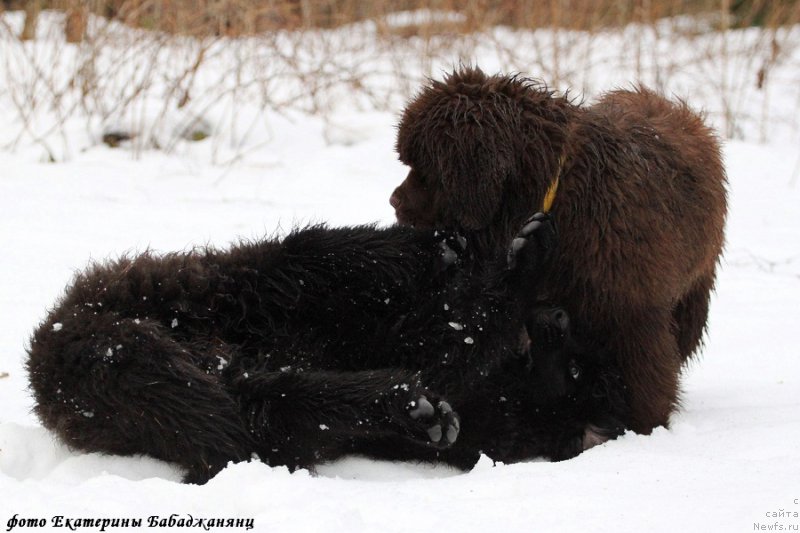 Фотография № 218574