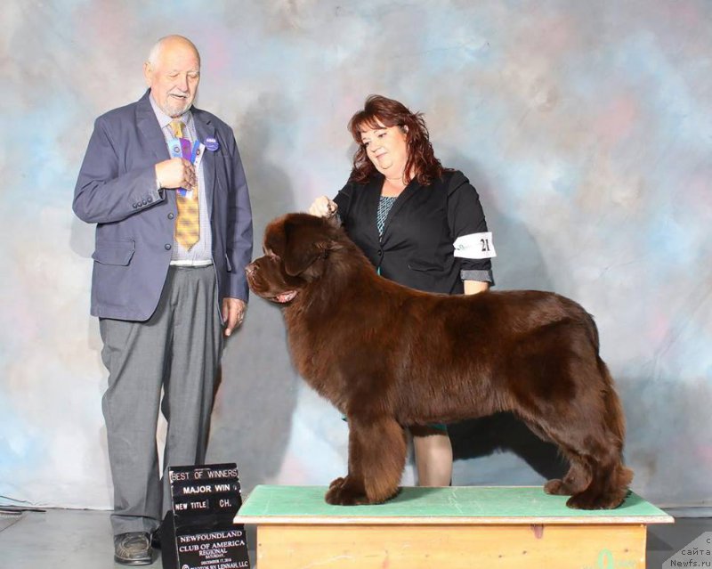 Фото: ньюфаундленд Eti s Berega Dona (Ети с Берега Дона)