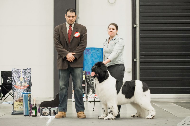 Фото: ньюфаундленд Super Bizon Malina (Супер Бизон Малина)