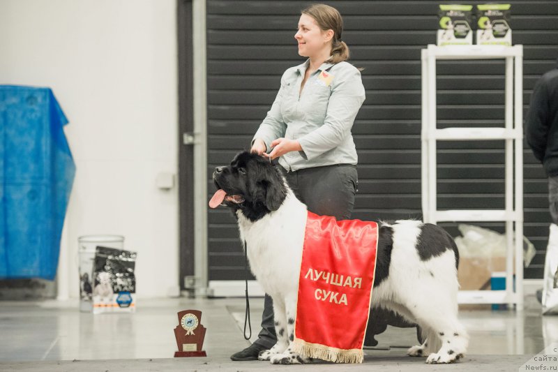 Фото: ньюфаундленд Super Bizon Malina (Супер Бизон Малина)