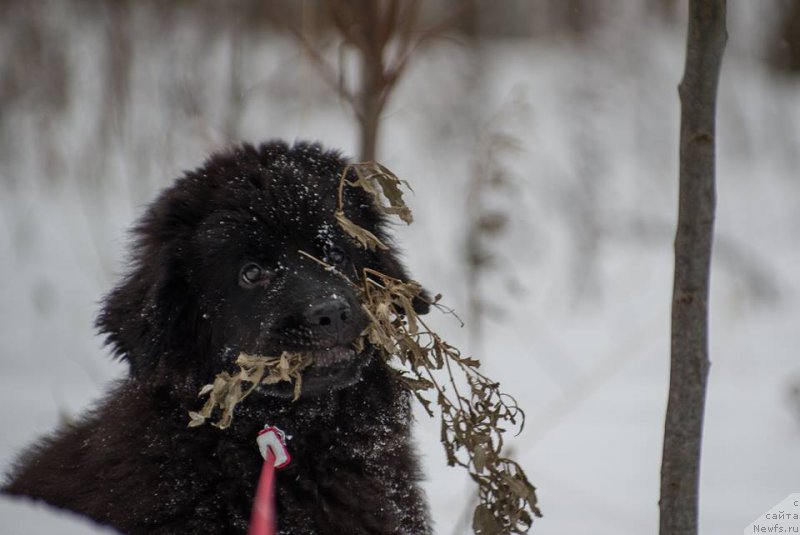 Фото: ньюфаундленд Chernaya Mafia Ball of Fire (Черная Мафия Балл оф Фире)