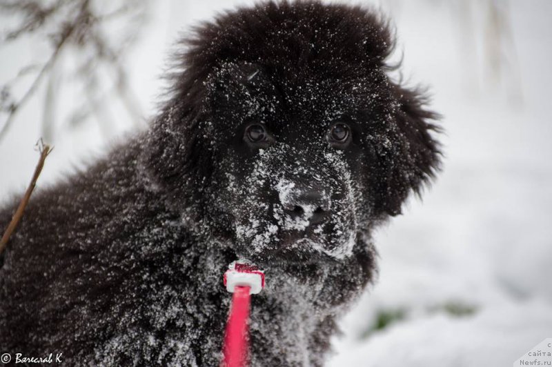 Фотография № 218582