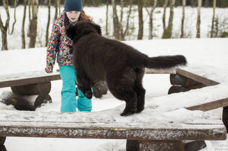 Фото: ньюфаундленд Chernaya Mafia Ball of Fire (Черная Мафия Балл оф Фире)