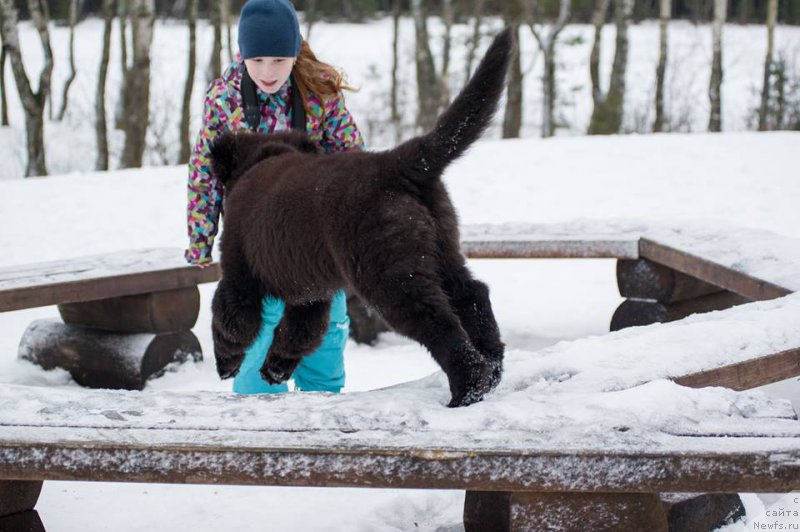 Фото: ньюфаундленд Chernaya Mafia Ball of Fire (Черная Мафия Балл оф Фире)