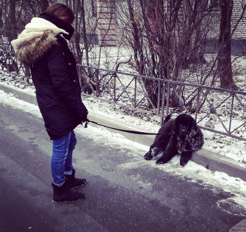 Фото: ньюфаундленд Chernaya Mafia Big Bang Theory (Черная Мафия Биг Банг Тхеору)