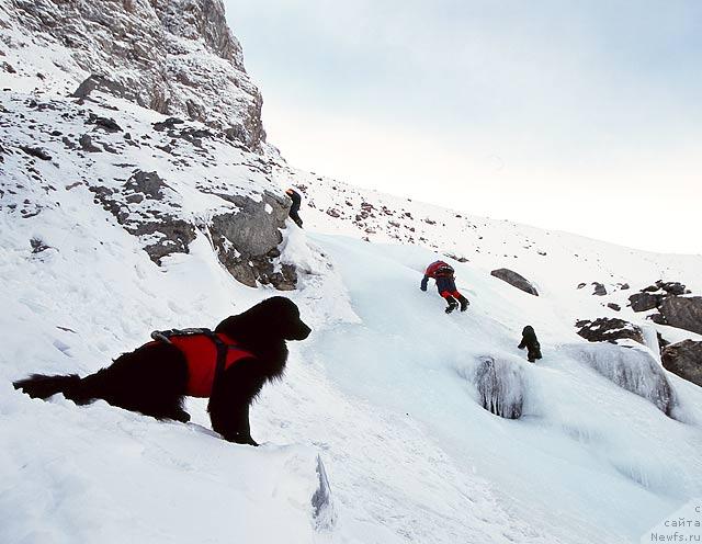 Фото: Трель