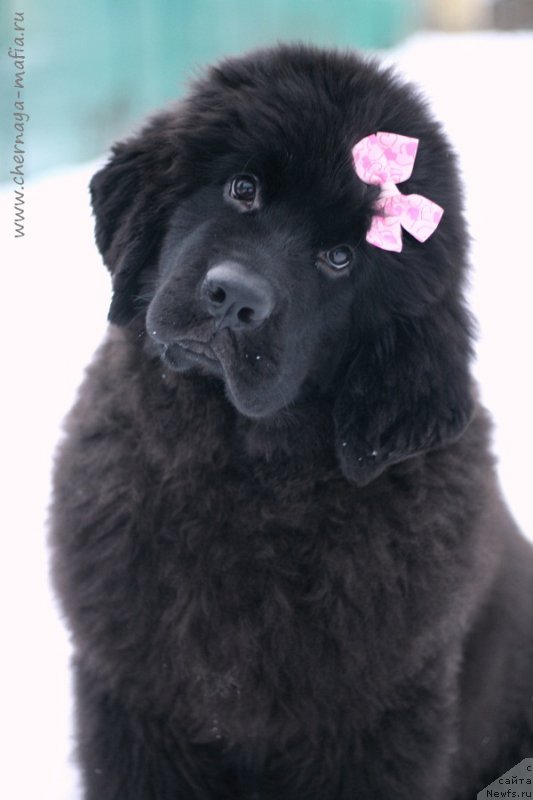 Фотография № 218603