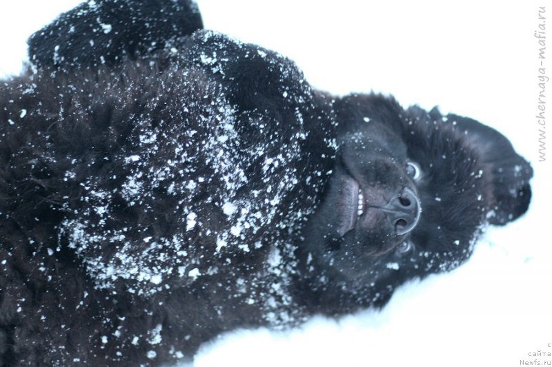 Фотография № 218605