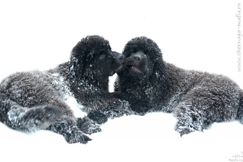 Фотография № 218606