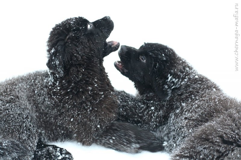 Фото: ньюфаундленд Chernaya Mafia Because I Am Worth It (Черная Мафия Бекаусе И Ам Вортх Ит), ньюфаундленд Chernaya Mafia Blackberry Blossom (Черная Мафия Бласкберру Блоссом)