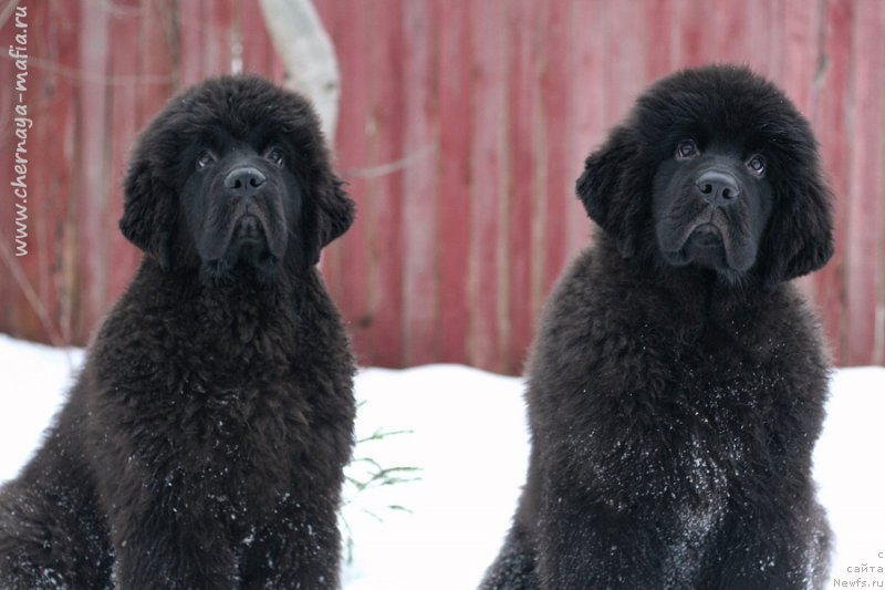Фото: ньюфаундленд Chernaya Mafia Because I Am Worth It (Черная Мафия Бекаусе И Ам Вортх Ит), ньюфаундленд Chernaya Mafia Blackberry Blossom (Черная Мафия Бласкберру Блоссом)
