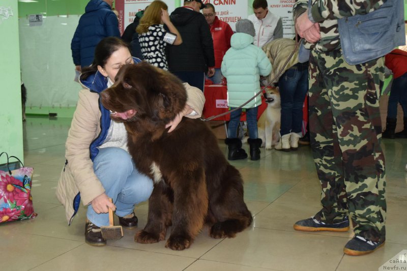Фото: ньюфаундленд Faraon Cancrimo