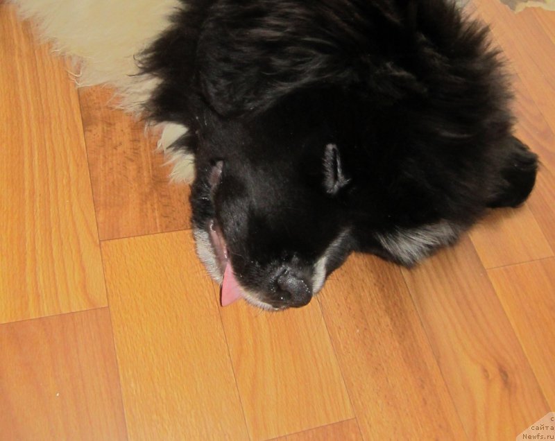 Фото: ньюфаундленд Vodogray ot Karel'skih Medvedey (Водограй от Карельских Медведей)