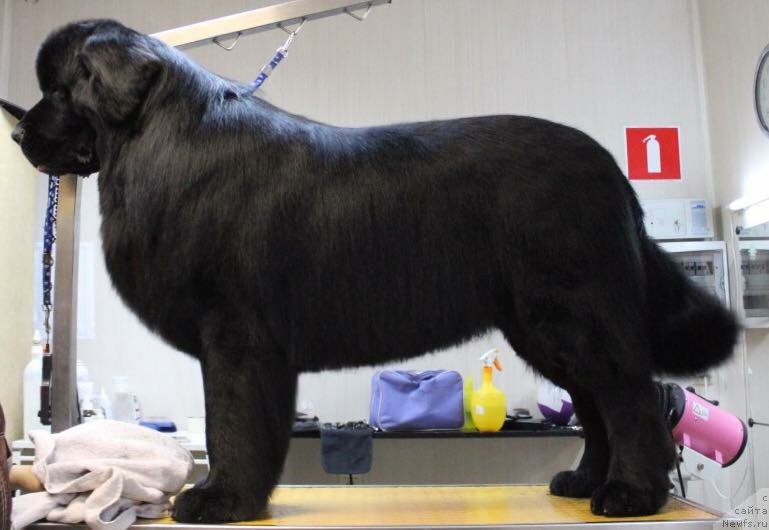 Фотография № 218627