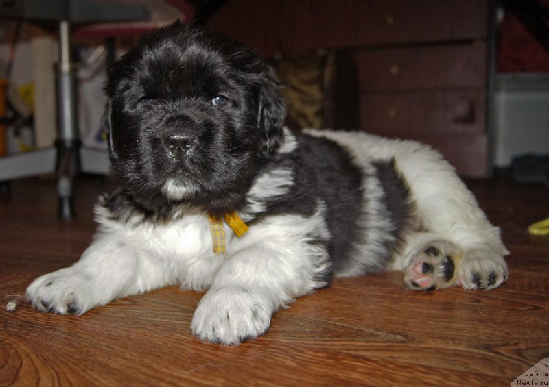 Фотография № 218648