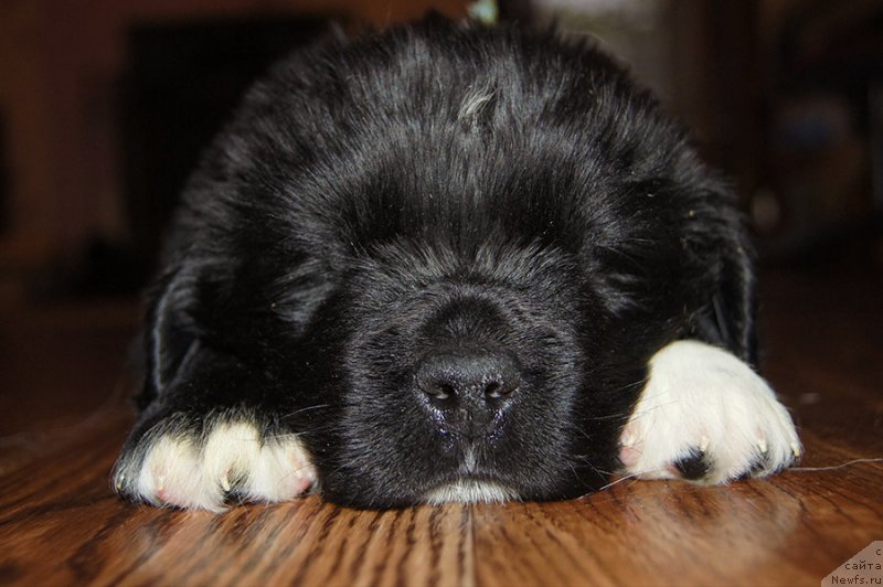 Фотография № 218649