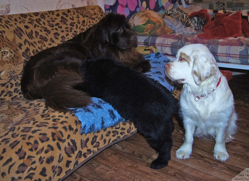 Фотография № 218650