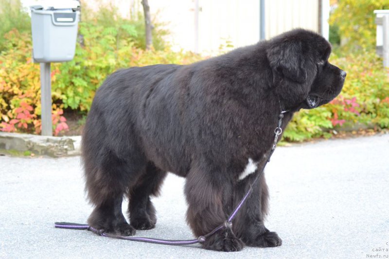 Фото: ньюфаундленд Piternyuf BMW (Питерньюф БМВ)