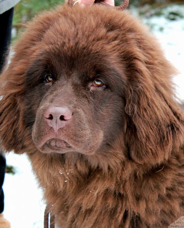 Фото: ньюфаундленд Al'fa Dar Oksa Donako (Альфа Дар Окса Донако)