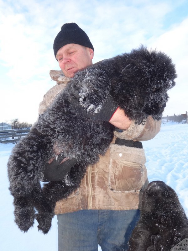 Фото: ньюфаундленд Njufort iz Peni Morskoy Afrodita (Ньюфорт из Пены Морской Афродита)