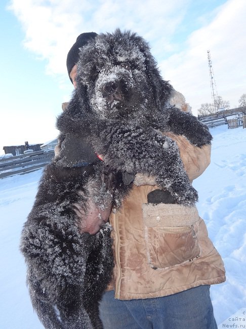 Фото: ньюфаундленд N'yufort it iz ze Best of All (Ньюфорт ит из зе Бест оф Алл)