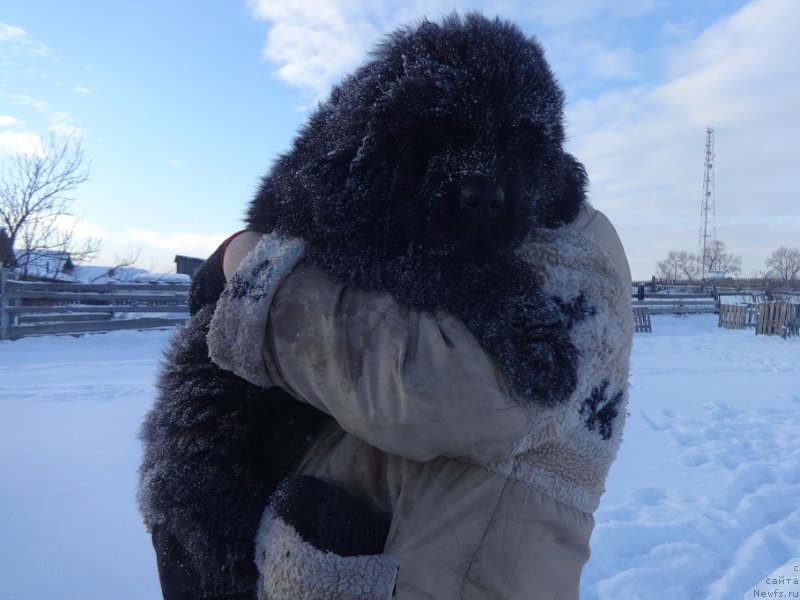 Фото: ньюфаундленд N'yufort Instinkt Vinner Knayt Itus (Ньюфорт Инстинкт Виннер Кнайт Итус)