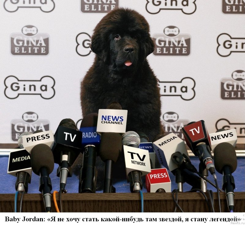 Фото: ньюфаундленд Chernaya Mafia Because I Am Worth It (Черная Мафия Бекаусе И Ам Вортх Ит)