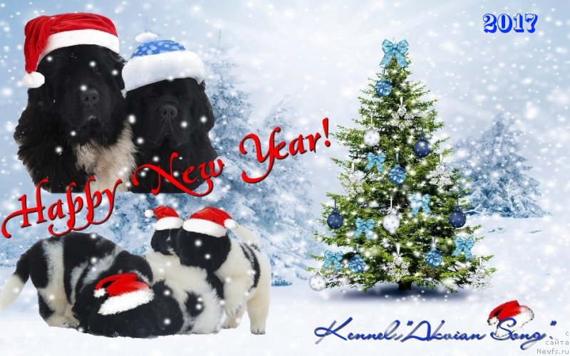 Фото: ньюфаундленд Oukaya Forever Le Grand Ami for-Akvian Song, ньюфаундленд Akvian Song Lavatera (Аквиан Сонг Лаватера), и щенки на букву 