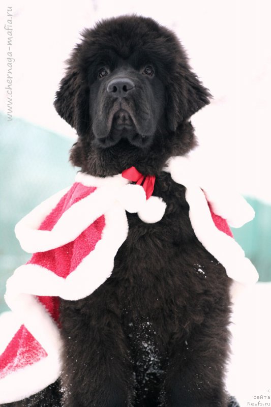 Фото: ньюфаундленд Chernaya Mafia Because I Am Worth It (Черная Мафия Бекаусе И Ам Вортх Ит)