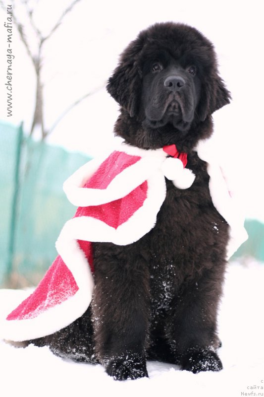 Фото: ньюфаундленд Chernaya Mafia Because I Am Worth It (Черная Мафия Бекаусе И Ам Вортх Ит)