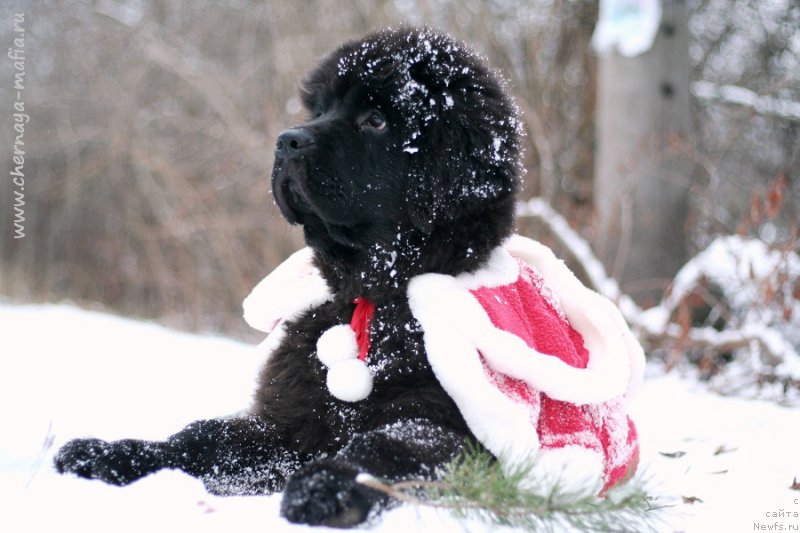 Фотография № 218678