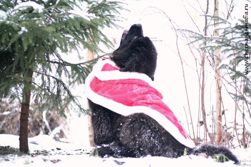 Фотография № 218680