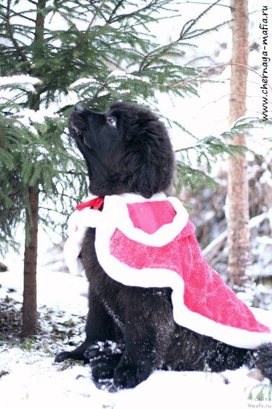 Фото: ньюфаундленд Chernaya Mafia Because I Am Worth It (Черная Мафия Бекаусе И Ам Вортх Ит)