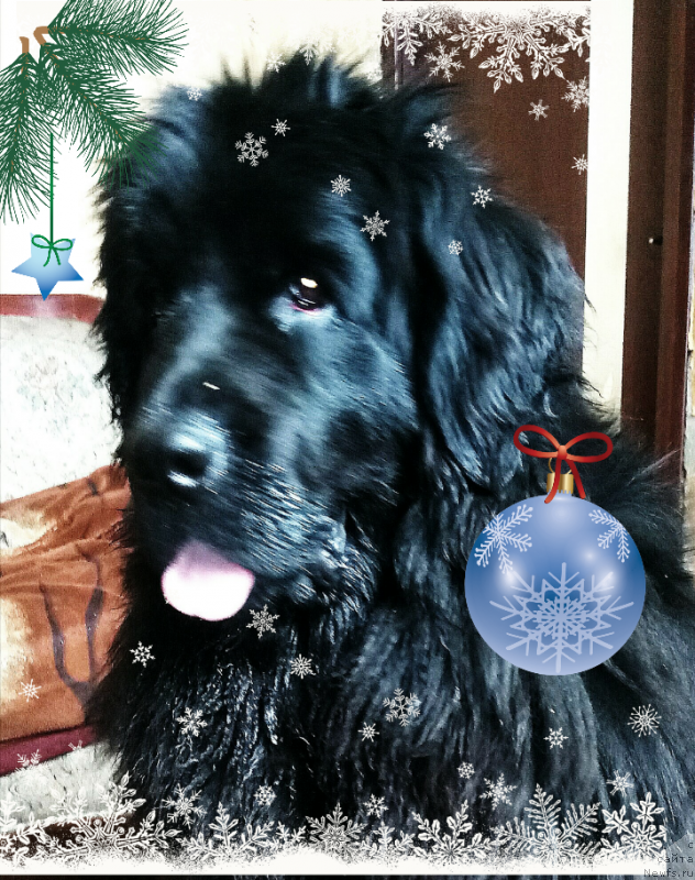 Фото: ньюфаундленд N'yufort Divnaya Diana (Ньюфорт Дивная Диана), ньюфаундленд N'yufort Divnaya Diana (Ньюфорт Дивная Диана)