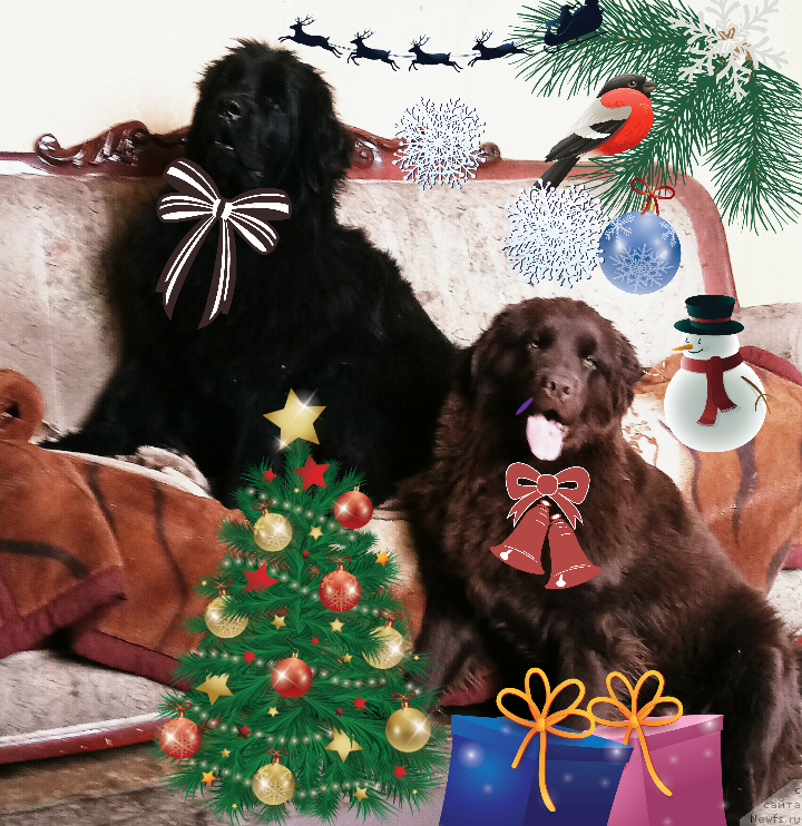 Фотография № 218684