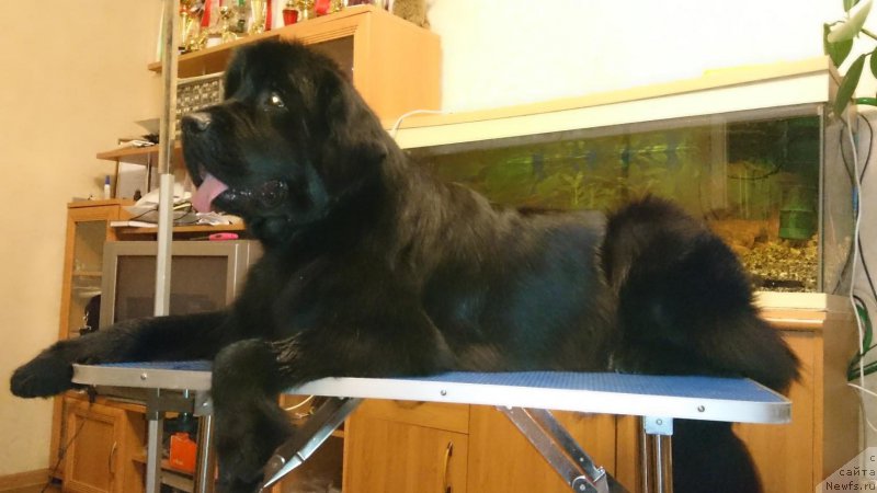 Фото: ньюфаундленд N'yufort Ee Velichestvo Viktoriya (Ньюфорт Ее Величество Виктория)