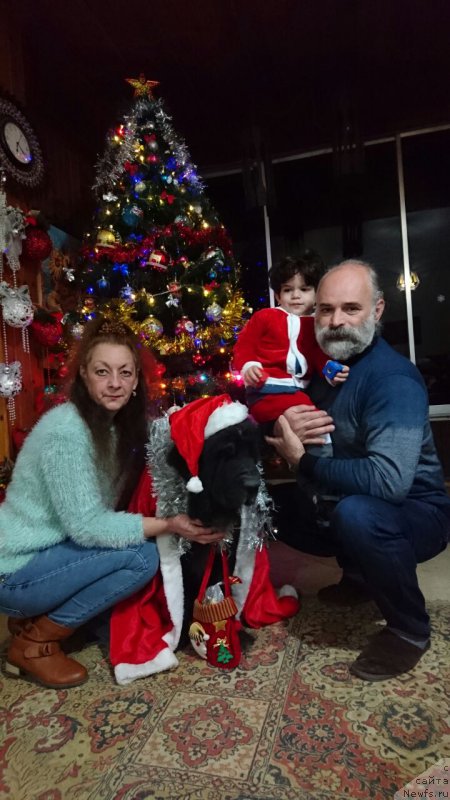 Фото: ньюфаундленд Pitern'yuf CHao-Kakao (Питерньюф Чао-Какао)